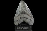 Serrated, Fossil Megalodon Tooth - + Foot Shark #87349-2